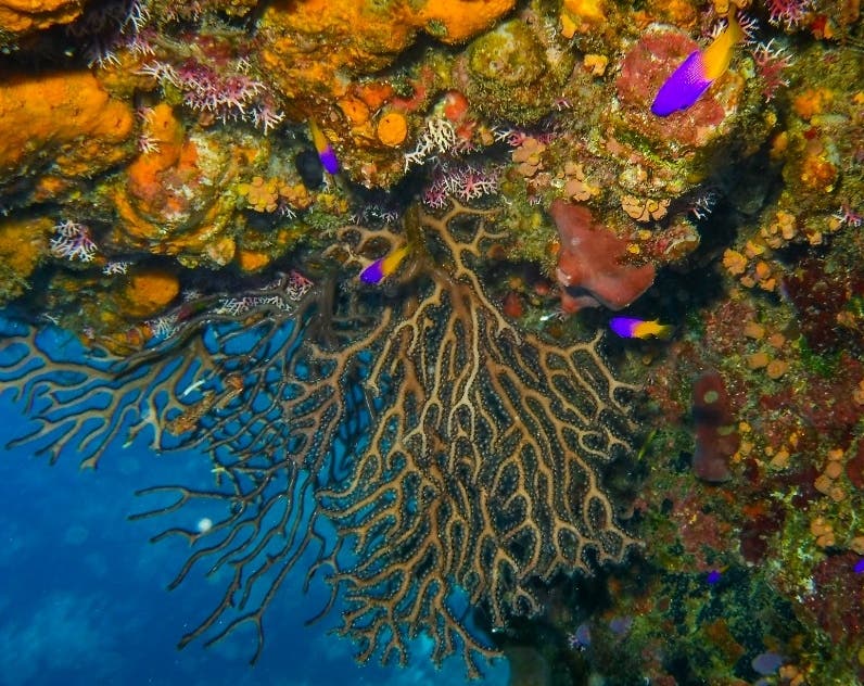 Corales generan mil millones de dólares al año