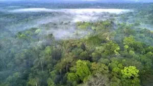 El plan de Facebook para combatir la venta ilegal de tierras en la Amazonía