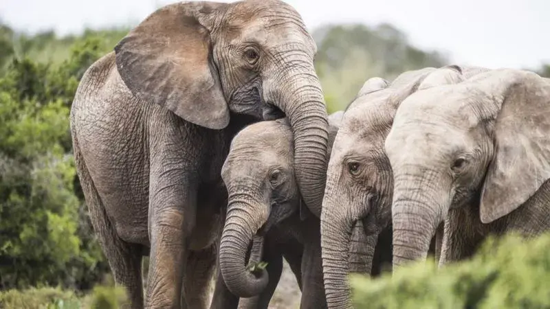 Por qué algunos elefantes en África están naciendo sin colmillos