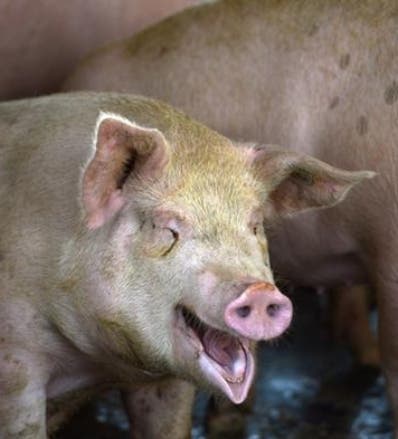 Sudamérica contra fiebre porcina