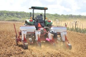 Agricultura siembra de 30 mil tareas de maíz en Puerto Plata