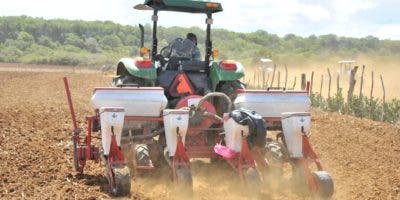 Agricultura siembra de 30 mil tareas de maíz en Puerto Plata