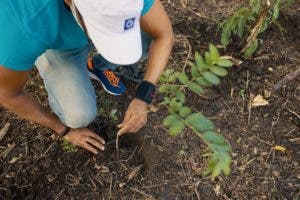 Popular realiza jornada de reforestación en San Francisco de Jacagua