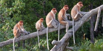 Cómo perdimos la cola los humanos