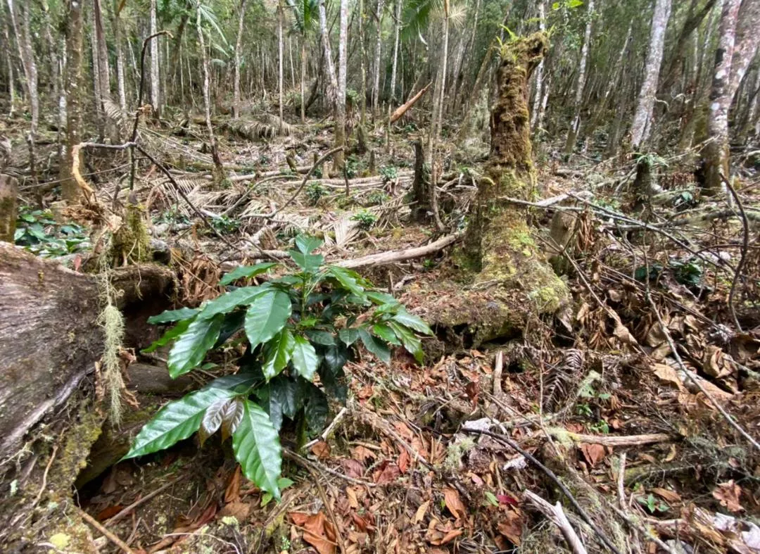 La Proedemaren logra condena contra tres hombres por corte y destrucción de árboles en La Vega