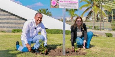 Promueven la Flor Nacional “Rosa de Bayahíbe” en aeropuertos del país