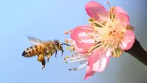 ¿Por qué sería una catástrofe que desaparecieran las abejas y qué puedes hacer tú para evitarlo?