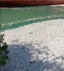 Hallan miles de peces muertos en puerto El Cayo de Barahona