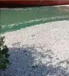 Hallan miles de peces muertos en puerto El Cayo de Barahona