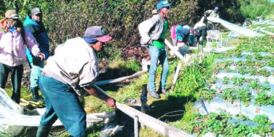 Plazo actividad agrícola Valle Nuevo llega a su fin