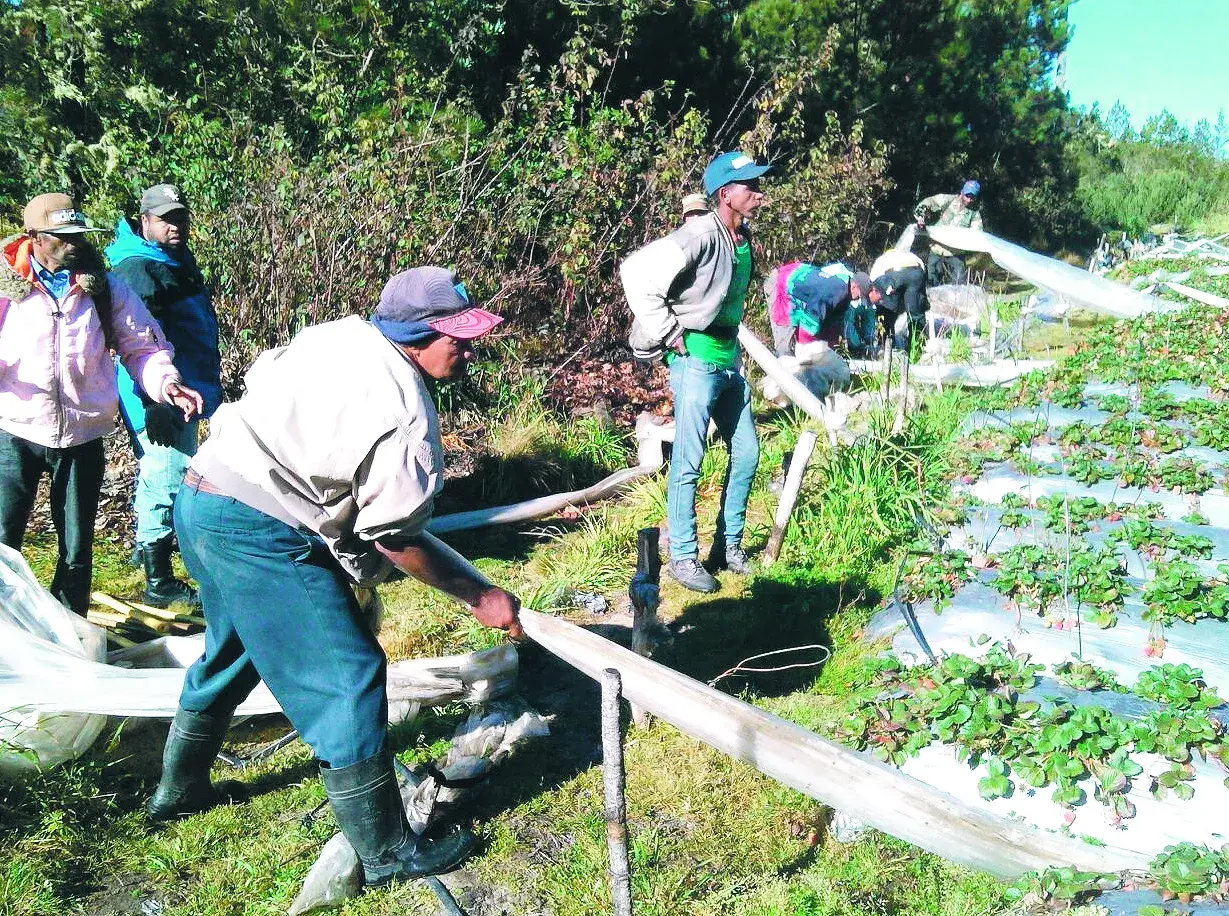 Plazo actividad agrícola Valle Nuevo llega a su fin