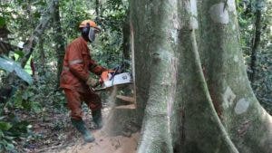 COP26: líderes mundiales se comprometen a acabar con la deforestación para 2030