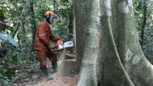 COP26: líderes mundiales se comprometen a acabar con la deforestación para 2030