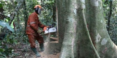 COP26: líderes mundiales se comprometen a acabar con la deforestación para 2030