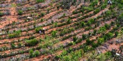 Medio ambiente: los agricultores que convirtieron un desierto en un bosque