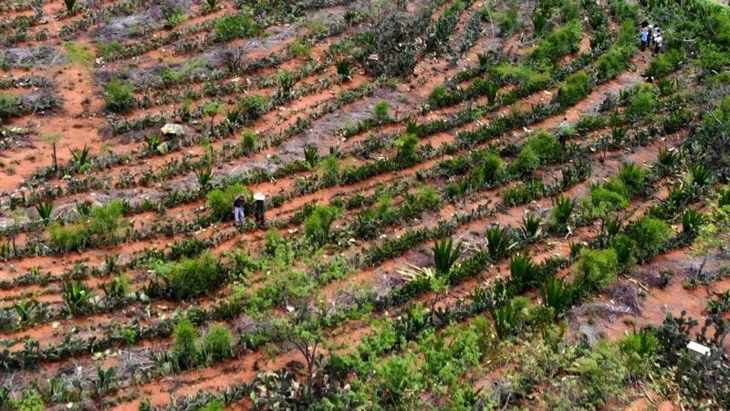 Medio ambiente: los agricultores que convirtieron un desierto en un bosque