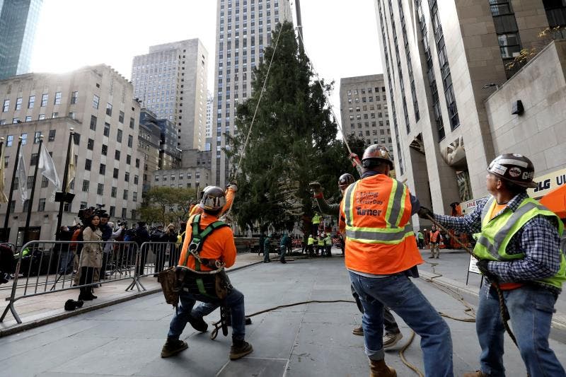 Llega a Nueva York árbol del Rockefeller Center que marca inicio Navidad