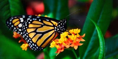 Beber cerveza puede ahora ayudar a la conservación de las mariposas monarca