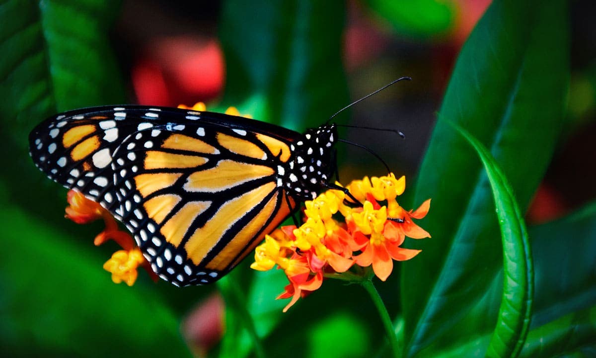 Beber cerveza puede ahora ayudar a la conservación de las mariposas monarca