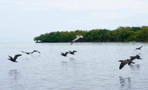 Las aves del Amazonas han empequeñecido para adaptarse al cambio climático