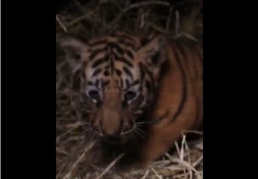 Nace tigre de bengala en el Zoológico y piden a ciudadanía elegir nombre