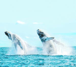 Danza de las ballenas jorobadas perpetúa  la especie, otra vez en RD