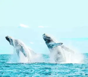 Danza de las ballenas jorobadas perpetúa  la especie, otra vez en RD