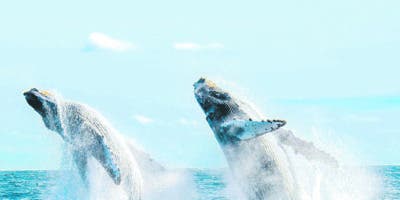 Danza de las ballenas jorobadas perpetúa  la especie, otra vez en RD