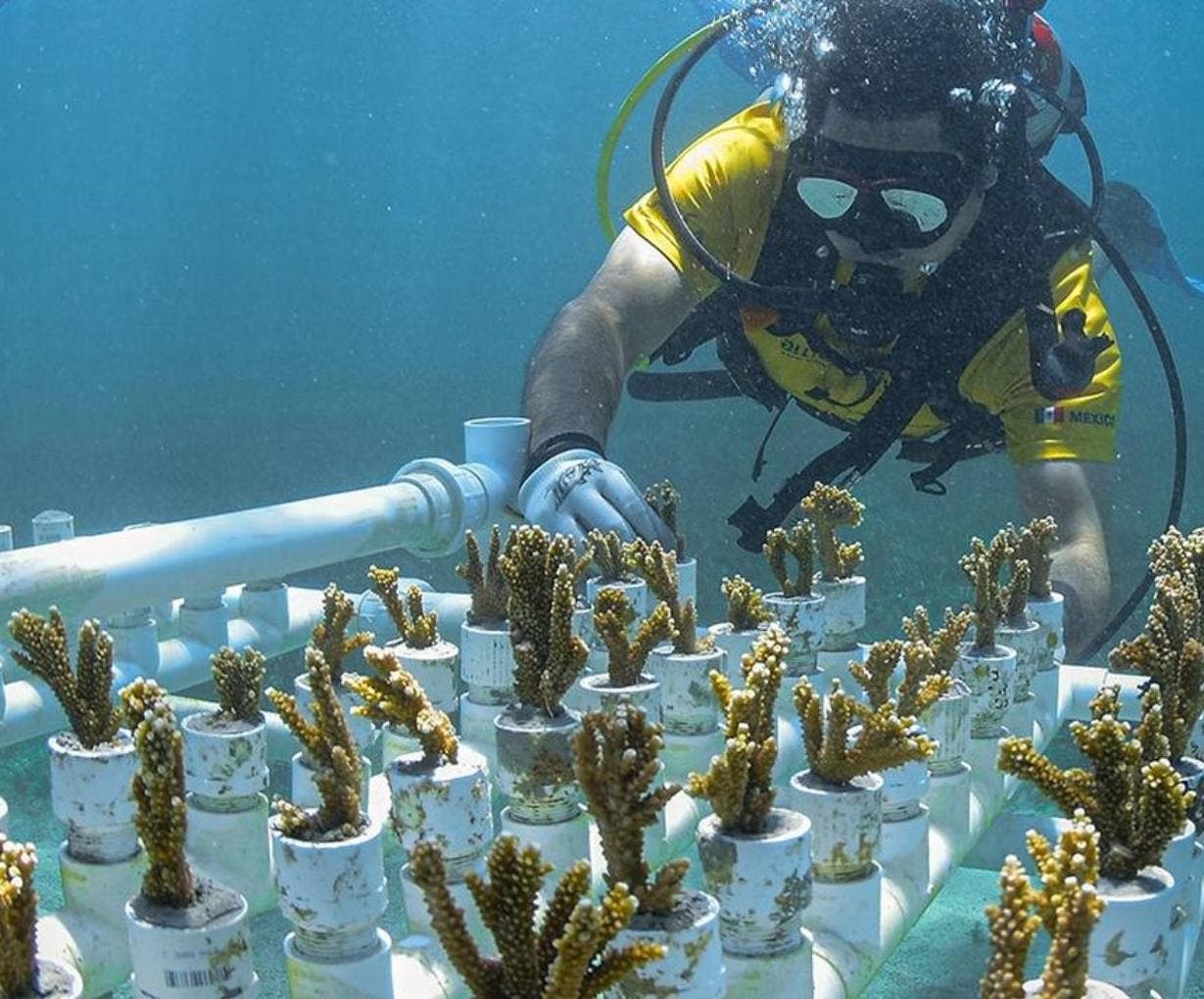 Viveros de corales, una estrategia  para restaurar los ecosistemas marinos