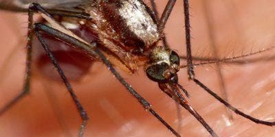 OMS alerta de aumento de mosquitos que transmiten dengue en Europa