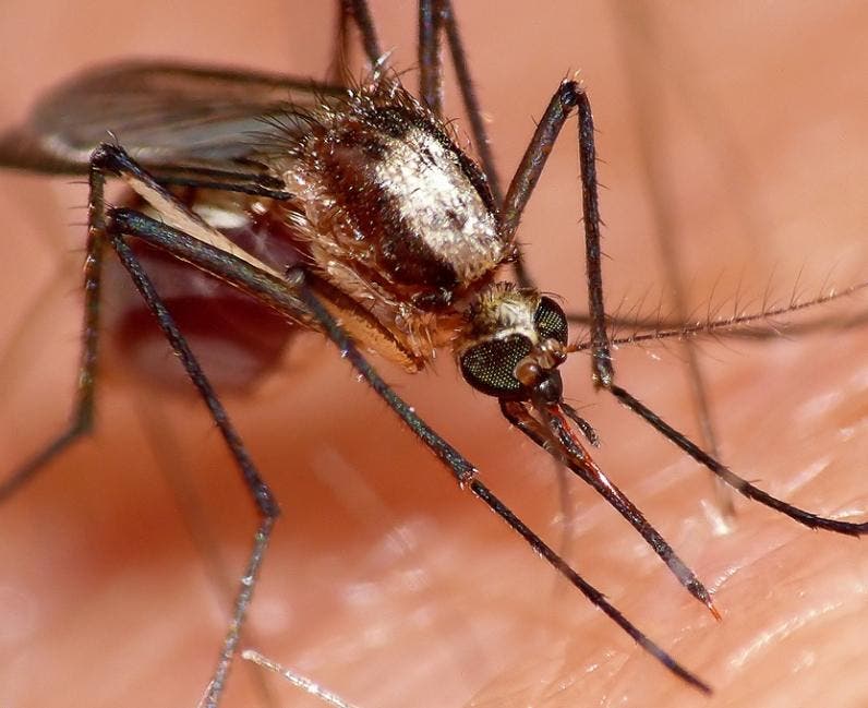 Malaria en RD se reduce en un 66 % en 2021