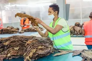 RD rompe récord de exportación de tabaco en 2021 con US$1,236 millones de dólares