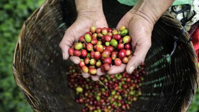 Menos café en Colombia y más aguacates en México: cómo el cambio climático impactará a algunos cultivos en el mundo