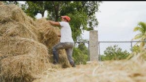 Conaleche entrega pacas a ganaderos afectados por sequía