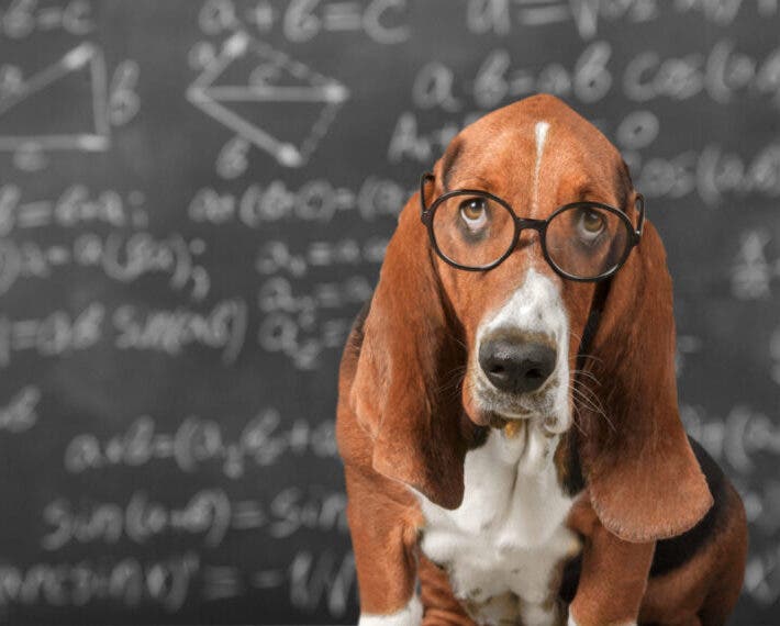 El cerebro de los perros puede distinguir entre idiomas