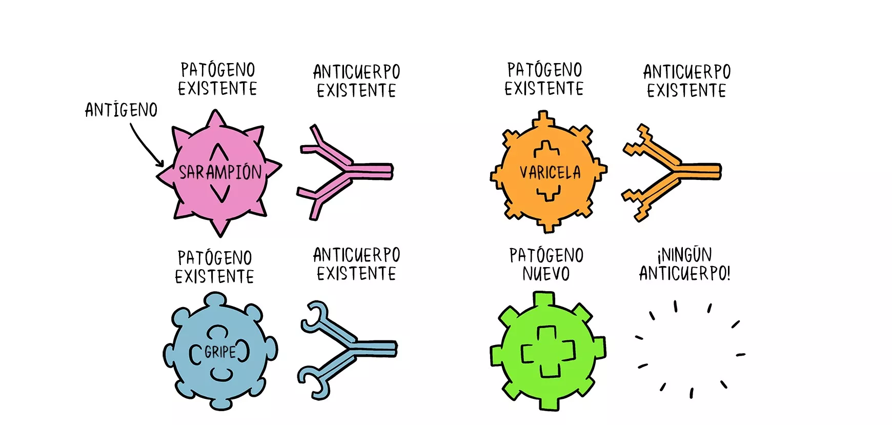 ¿Cómo actúan las vacunas?