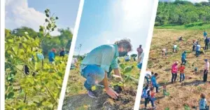 Método hace crecer las  plantas 10 veces más rápido en reforestación