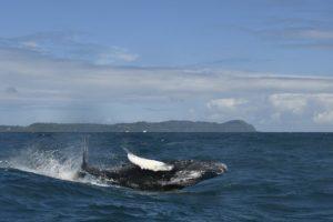 Más de 35 mil personas han disfrutado la belleza y danza de las ballenas jorobadas este año