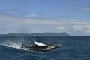 Más de 35 mil personas han disfrutado la belleza y danza de las ballenas jorobadas este año