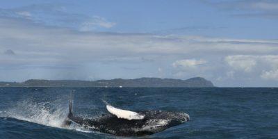 Más de 35 mil personas han disfrutado la belleza y danza de las ballenas jorobadas este año