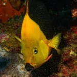 Peces y arrecifes  se deterioran 9 ciudades