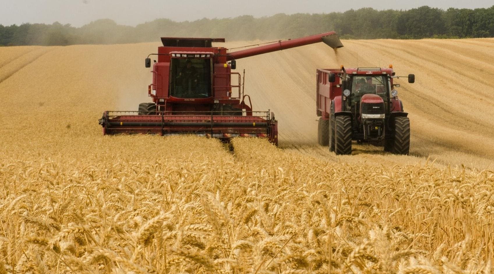 El Gobierno ruso prohíbe las exportaciones de cereales y azúcar