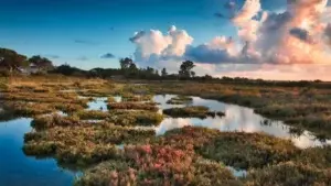 Las marismas, atractivos humedales de los tantos que hay que conservar