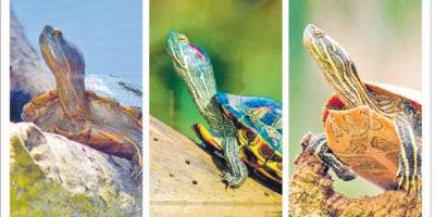 Las tortugas híbridas, un fenómeno interesante entre especies locales