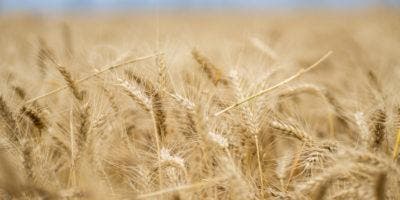 Tensiones en torno a Ucrania provocan un alza de los precios del trigo