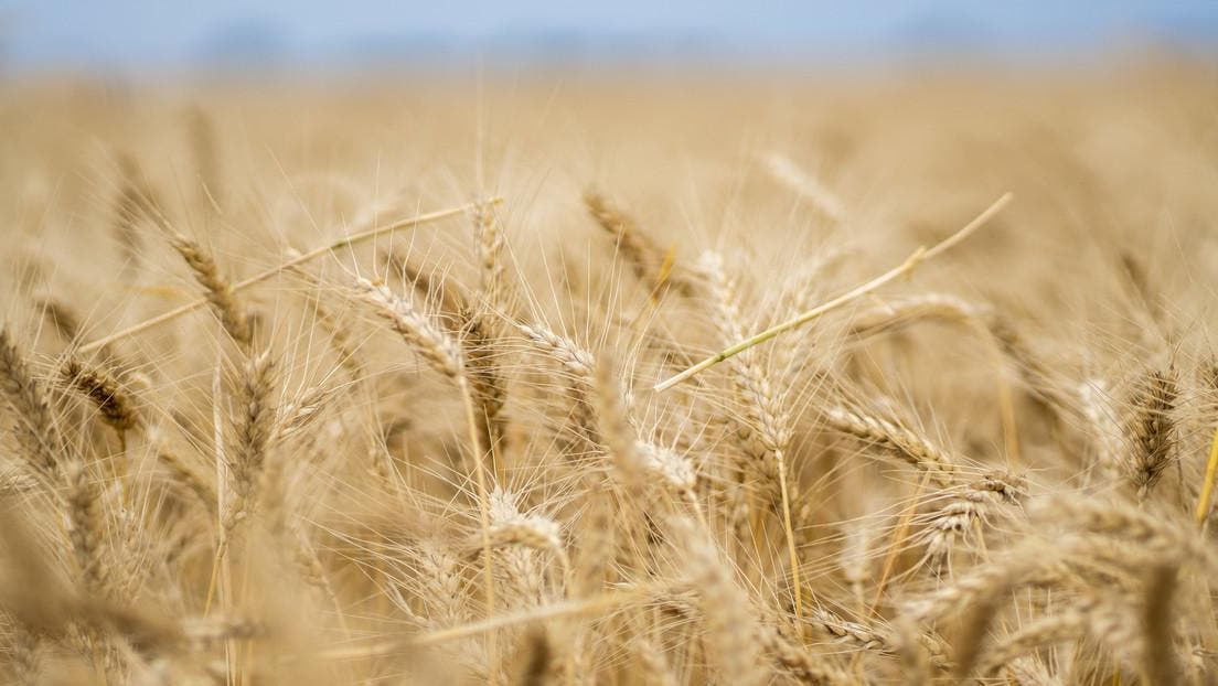 Tensiones en torno a Ucrania provocan un alza de los precios del trigo