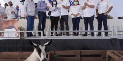 Gobierno pone en marcha proyecto para impulsar crianza de chivos y ovejas en Azua