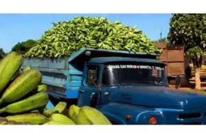 Nuevo impuesto del 10 % en Cuba a los minoristas de productos agropecuarios