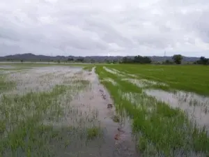 Al menos 395 parcelas resultaron afectadas por las lluvias en Montecristi