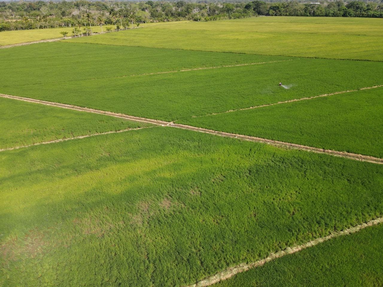 IAD destaca siembra de arroz en asentamientos supera las 700 mil tareas